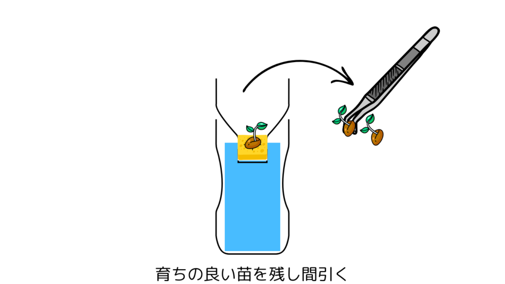 育ちの良い苗を残し間引く